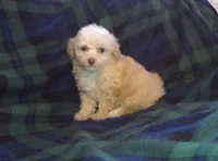 Summer- in home raised, non-shedding, a female Maltipoo and Poodle - Toy  for sale in Interlochen, MI – Photo 2 of 4