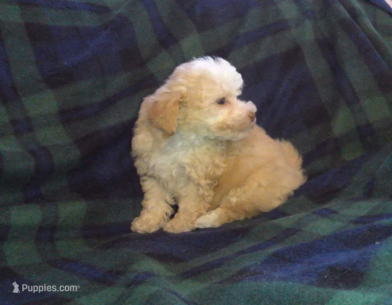 Summer- in home raised, non-shedding – Maltipoo, Poodle - Toy  puppy for sale in Interlochen, MI