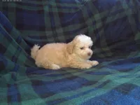 Summer- in home raised, non-shedding, a female Maltipoo and Poodle - Toy  for sale in Interlochen, MI – Photo 4 of 4