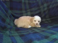 Summer- in home raised, non-shedding, a female Maltipoo and Poodle - Toy  for sale in Interlochen, MI – Photo 3 of 4