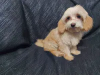 Opalescent, beautiful MaltiPoo female, very loving, a female Maltipoo for sale in Interlochen, MI – 3 of 4
