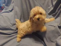 Atreyu - loves people - Sale $850, a male Maltipoo for sale in Interlochen, MI – 1 of 3