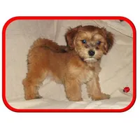 Mi Malti Poo, a  Maltipoo for sale in Interlochen, MI – Photo 3 of 5
