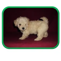 Mi Malti Poo, a  Maltipoo for sale in Interlochen, MI – Photo 4 of 5