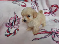 Ozzie, a male Maltipoo for sale in Interlochen, MI – Photo 3 of 5