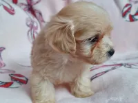 Ozzie, a male Maltipoo for sale in Interlochen, MI – Photo 1 of 5