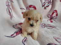 Ozzie, a male Maltipoo for sale in Interlochen, MI – Photo 4 of 5