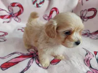 Ozzie, a male Maltipoo for sale in Interlochen, MI – Photo 2 of 5