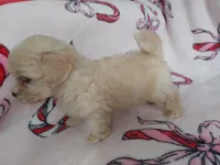 Ozzie, a male Maltipoo for sale in Interlochen, MI – Photo 5 of 5