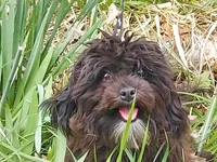 "Mini" MaltiPoo female, loves to play, a female Maltipoo for sale in Interlochen, MI – 5 of 10