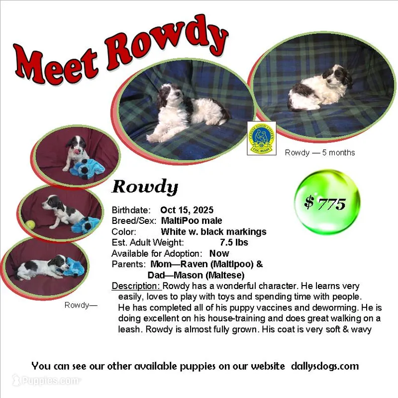 "Rowdy" in home raised, non-shedding – Maltipoo puppy for sale in Interlochen, MI