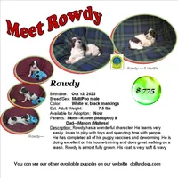 "Rowdy" in home raised, non-shedding, a male Maltipoo for sale in Interlochen, MI – 1 of 10