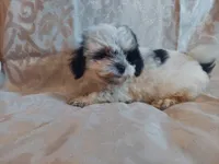 Milo, in-home raised, non-shedding, a male Maltipoo for sale in Interlochen, MI – 4 of 4
