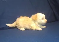 Peridot, a female Maltipoo for sale in Interlochen, MI – 4 of 5
