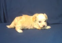 Peridot, a female Maltipoo for sale in Interlochen, MI – 2 of 5
