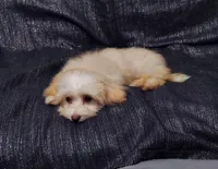 Holly- in home raised, non-shedding, a female Maltipoo for sale in Interlochen, MI – 3 of 4