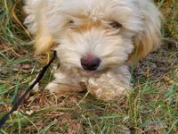 Ophelia, great for apartments, a female Maltipoo for sale in Interlochen, MI – 4 of 5