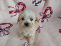 Holly, non-shedding, in home raised, a female Maltipoo for sale in Interlochen, MI – Photo 1 of 4