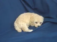 Zeus is in home raised & non-shedding, a male Maltese and Poodle - Toy  for sale in Interlochen, MI – 5 of 6