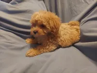 Artimis - non-shedding MaltiPoo male - Sale $850, a male Maltipoo for sale in Interlochen, MI – 2 of 3