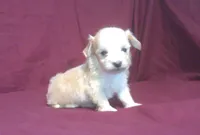 Onyx - Teacup, a male Maltipoo for sale in Interlochen, MI – 1 of 6