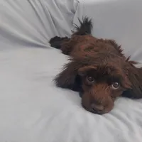 Mini is in home raised, non-shedding, a female Maltipoo for sale in Interlochen, MI – Photo 3 of 5