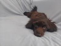 Mini is in home raised, non-shedding, a female Maltipoo for sale in Interlochen, MI – Photo 3 of 5