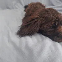 Mini is in home raised, non-shedding, a female Maltipoo for sale in Interlochen, MI – Photo 4 of 5