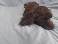 Mini is in home raised, non-shedding, a female Maltipoo for sale in Interlochen, MI – Photo 4 of 5