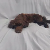 Mini is in home raised, non-shedding, a female Maltipoo for sale in Interlochen, MI – Photo 5 of 5