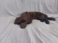 Mini is in home raised, non-shedding, a female Maltipoo for sale in Interlochen, MI – Photo 5 of 5