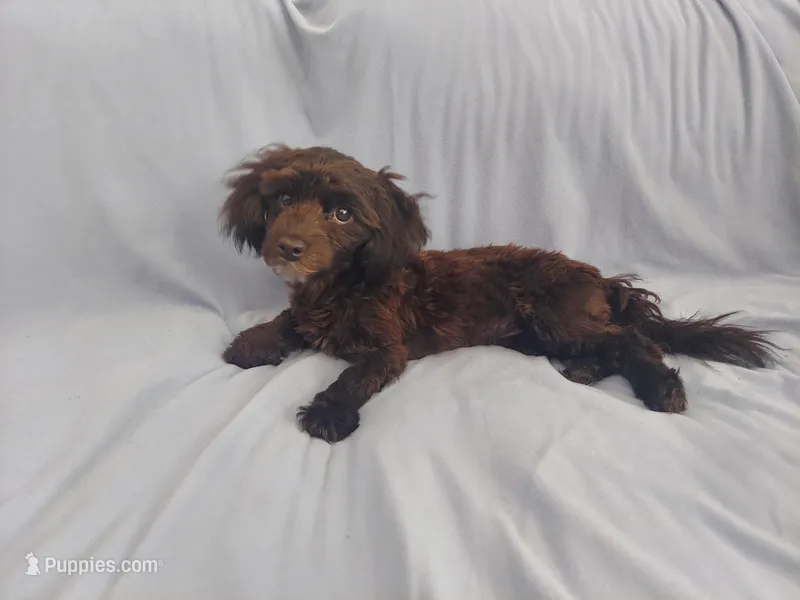 Mini is in home raised, non-shedding – Maltipoo puppy for sale in Interlochen, MI