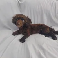 Mini is in home raised, non-shedding, a female Maltipoo for sale in Interlochen, MI – Photo 1 of 5