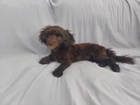 Mini is in home raised, non-shedding, a female Maltipoo for sale in Interlochen, MI – Photo 2 of 5