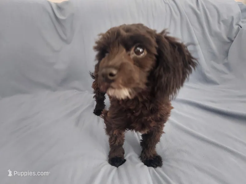 Mini is in home raised, non-shedding