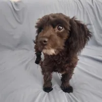 Mini is in home raised, non-shedding, a female Maltipoo for sale in Interlochen, MI – Photo 2 of 5