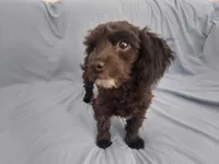 Mini is in home raised, non-shedding, a female Maltipoo for sale in Interlochen, MI – Photo 1 of 5