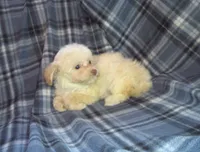 MaltiPoo Female (Star), a female Maltipoo for sale in Interlochen, MI – Photo 2 of 3