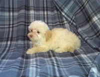 MaltiPoo Female (Star), a female Maltipoo for sale in Interlochen, MI – Photo 3 of 3
