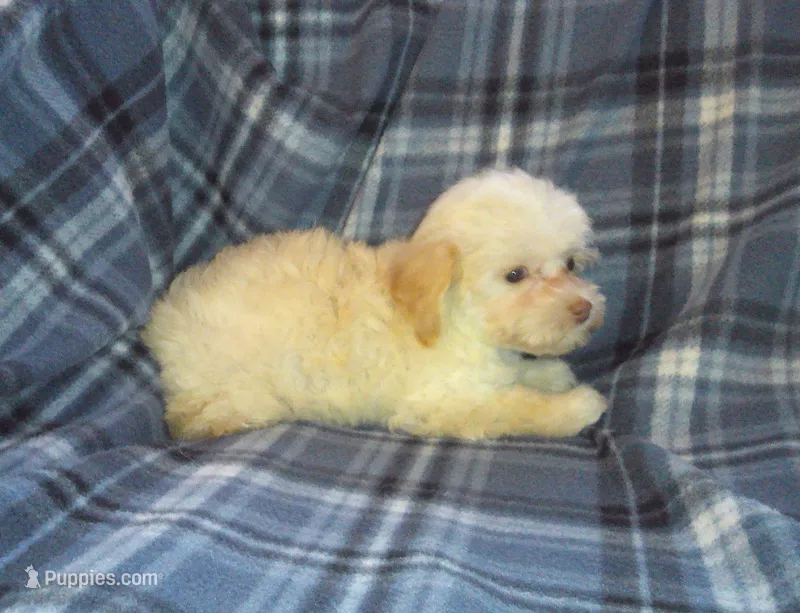 MaltiPoo Female (Star) – Maltipoo puppy for sale in Interlochen, MI