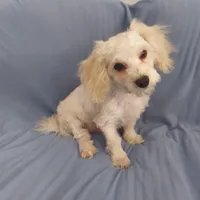 Monty is in home raised in Michigan, a male Maltipoo for sale in Interlochen, MI – Photo 1 of 5