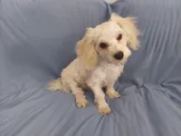 Monty is in home raised in Michigan, a male Maltipoo for sale in Interlochen, MI – Photo 1 of 5