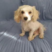 Monty is in home raised in Michigan, a male Maltipoo for sale in Interlochen, MI – Photo 5 of 5