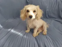 Monty is in home raised in Michigan, a male Maltipoo for sale in Interlochen, MI – Photo 5 of 5