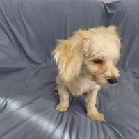 Monty is in home raised in Michigan, a male Maltipoo for sale in Interlochen, MI – Photo 2 of 5