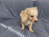 Monty is in home raised in Michigan, a male Maltipoo for sale in Interlochen, MI – Photo 2 of 5