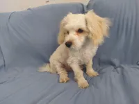 Monty is in home raised in Michigan, a male Maltipoo for sale in Interlochen, MI – Photo 4 of 5