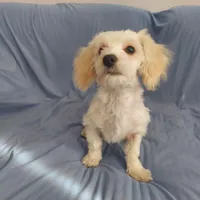 Monty is in home raised in Michigan, a male Maltipoo for sale in Interlochen, MI – Photo 3 of 5