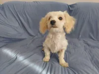 Monty is in home raised in Michigan, a male Maltipoo for sale in Interlochen, MI – Photo 3 of 5