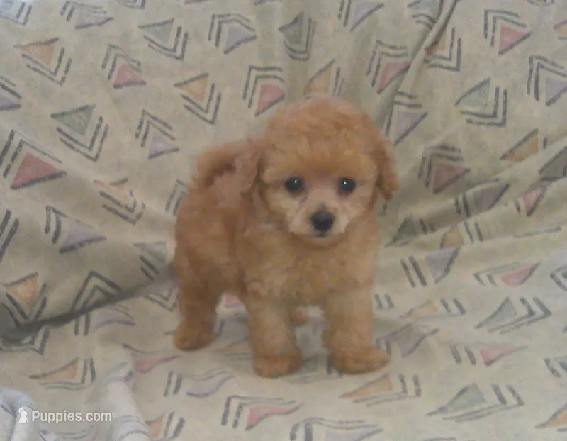 Hal, Toy Poodle male, in-home raised, non-shedding – Poodle - Toy  puppy for sale in Interlochen, MI